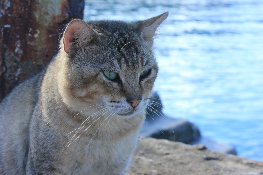 Sgt. Fatty rallies the troops