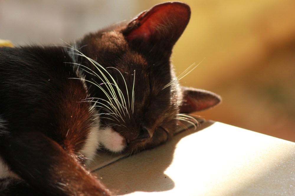 Zoro dreams of his new house in the Monacco